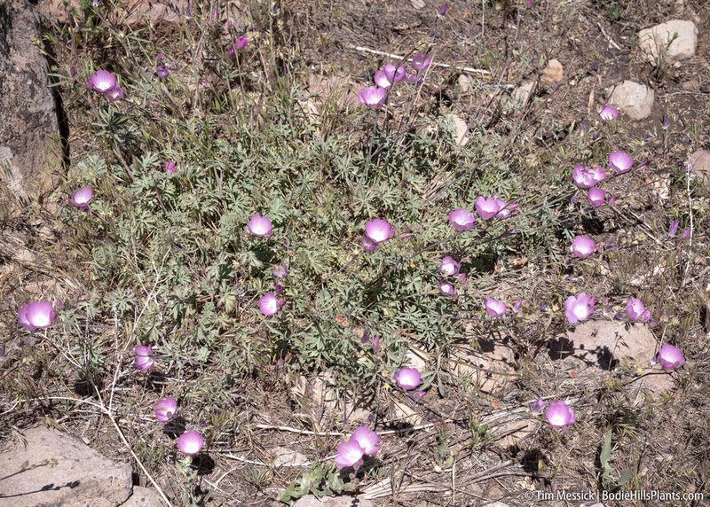 Sidalcea multifida, photographed by Tim Messick