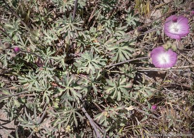 Sidalcea multifida, photographed by Tim Messick