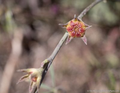 Sidalcea multifida, photographed by Tim Messick