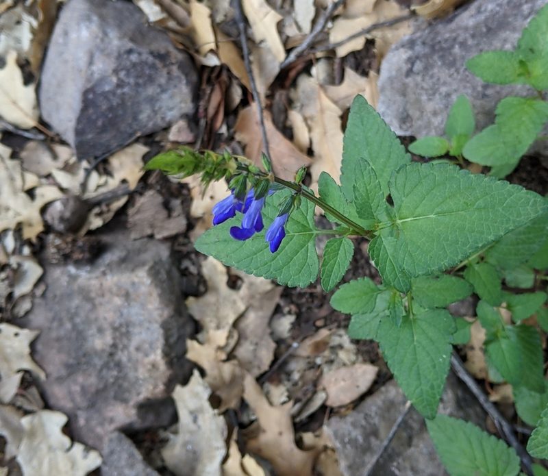 Salvia arizonica, photographed by Benjamin Burgunder