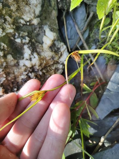 Carex sychnocephala, photographed by Marc-Aurèle Vallée