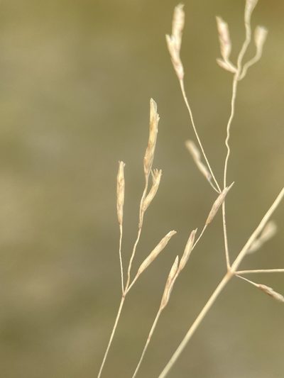 Puccinellia lemmonii, photographed by Matt Berger