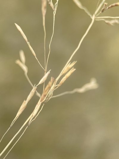 Puccinellia lemmonii, photographed by Matt Berger