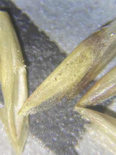 Puccinellia lemmonii, photographed by Matt Berger