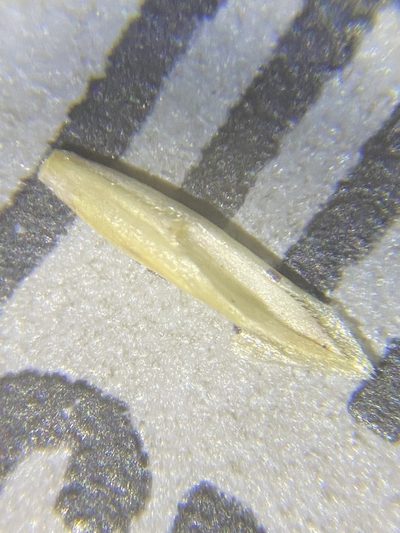 Puccinellia lemmonii, photographed by Matt Berger