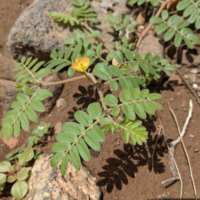 Kallstroemia parviflora, photographed by Dominic Gentilcore