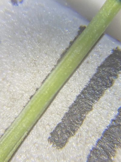Puccinellia lemmonii, photographed by Matt Berger