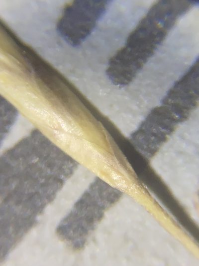 Puccinellia lemmonii, photographed by Matt Berger