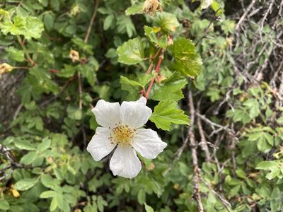 Rubus deliciosus, photographed by Reid Hardin