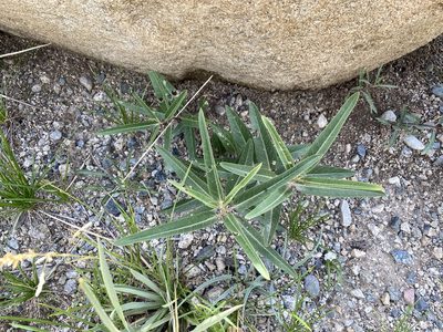 Asclepias hallii, photographed by Reid Hardin