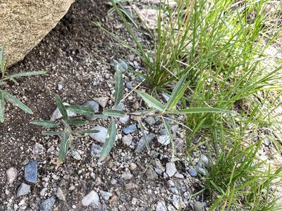 Asclepias hallii, photographed by Reid Hardin