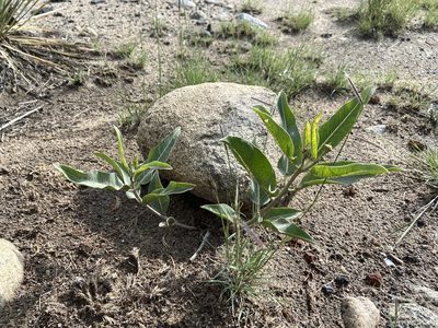 Asclepias hallii, photographed by Reid Hardin