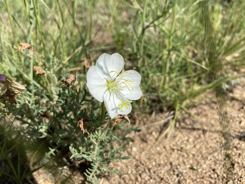 Oenothera coronopifolia, photographed by Reid Hardin