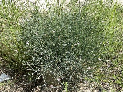 Lygodesmia juncea, photographed by Reid Hardin
