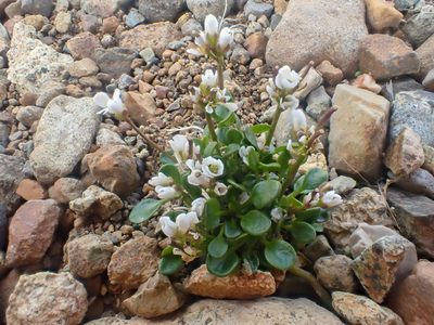 Cardamine bellidifolia, photographed by Trevor Van Loon
