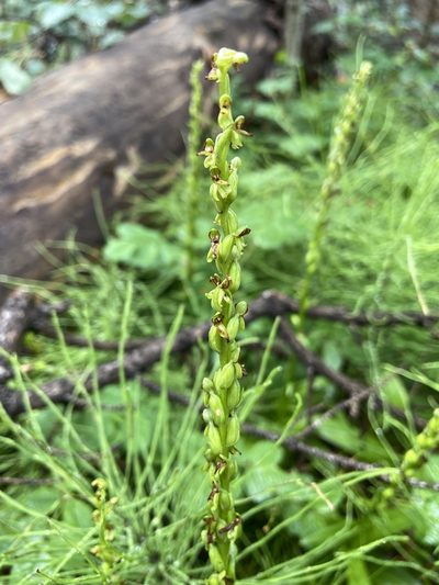Platanthera purpurascens, photographed by Reid Hardin