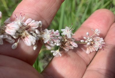 Eriogonum racemosum, photographed by Northcut