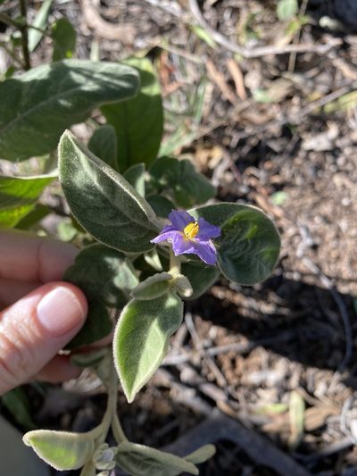 Solanum nemophilum, photographed by Greg Tasney