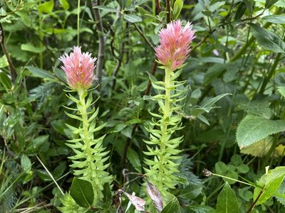 Rhodiola rhodantha, photographed by Reid Hardin