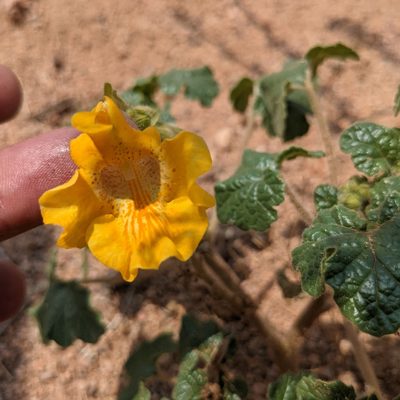 Proboscidea althaeifolia, photographed by Dominic Gentilcore