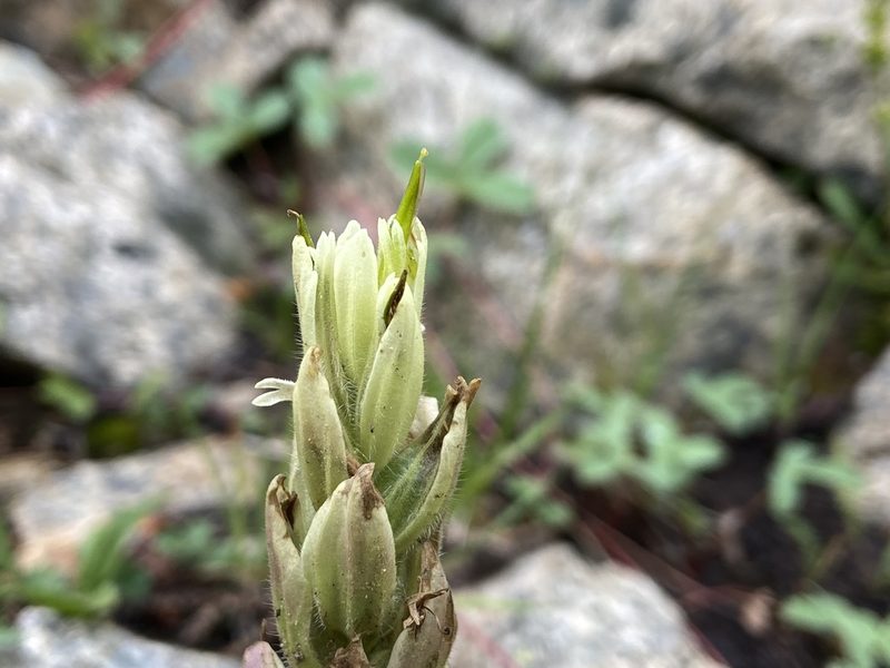 Castilleja septentrionalis, photographed by Reid Hardin