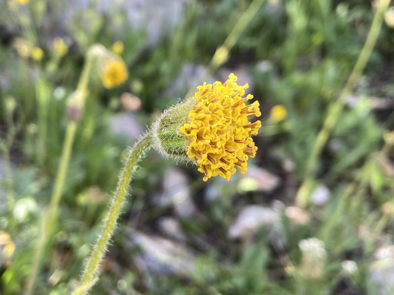 Arnica parryi, photographed by Reid Hardin