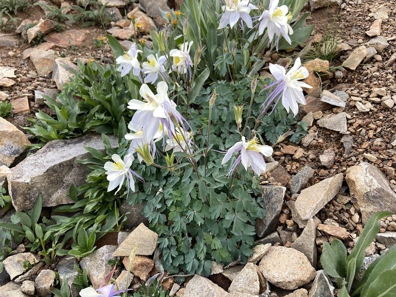 Aquilegia coerulea, photographed by Reid Hardin