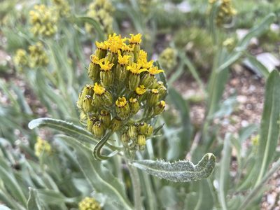 Senecio atratus, photographed by Reid Hardin