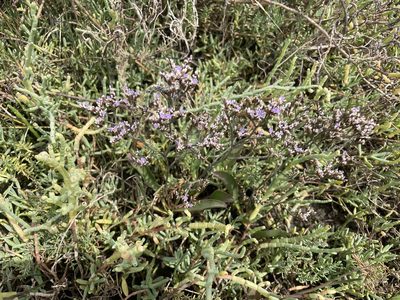 Limonium californicum, photographed by Sula Vanderplank