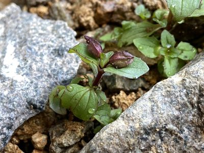 Erythranthe minor