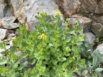 Senecio fremontii, photographed by Reid Hardin