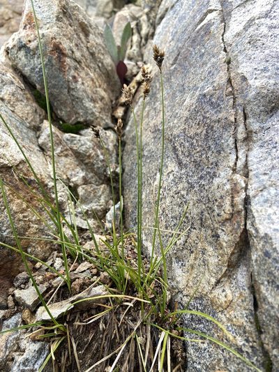Carex phaeocephala, photographed by Reid Hardin