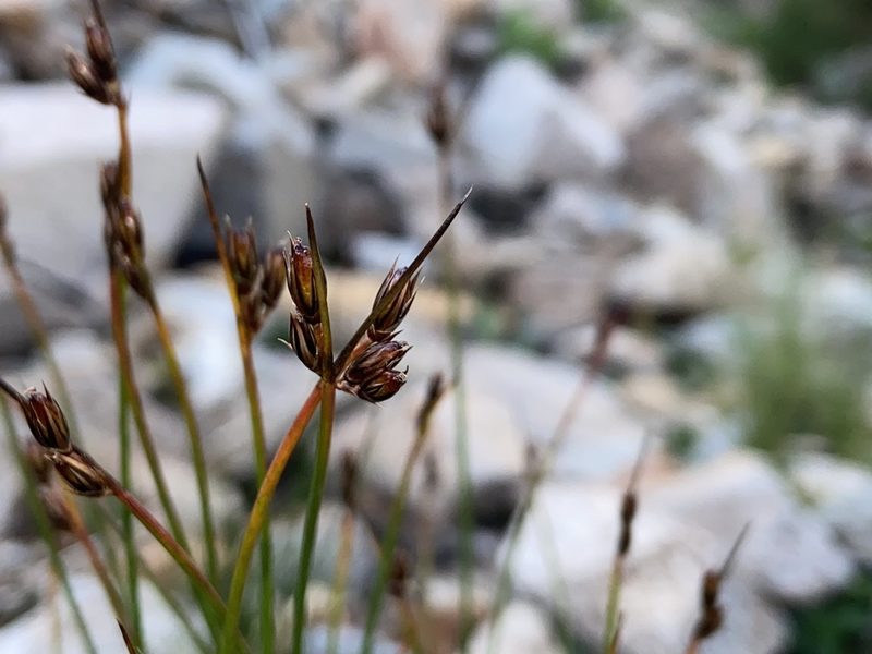 Juncus drummondii, photographed by Reid Hardin