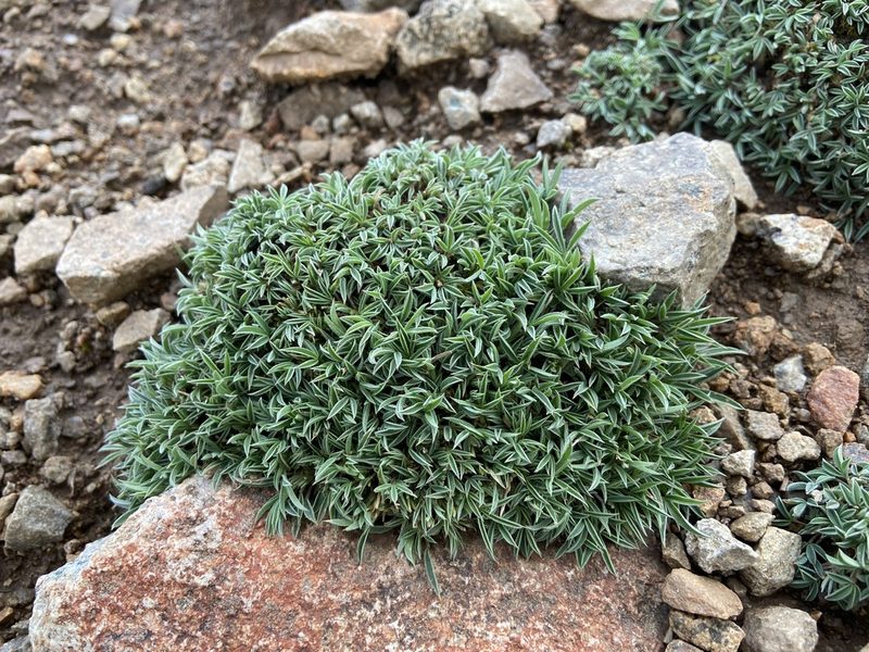 Trifolium nanum, photographed by Reid Hardin