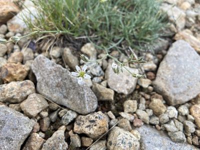 Eremogone fendleri