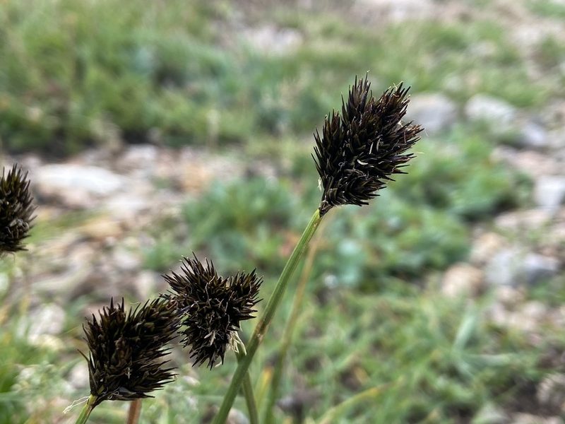 Carex ebenea, photographed by Reid Hardin