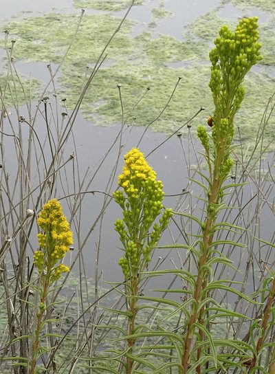 Solidago confinis, photographed by Nancy Overholtz