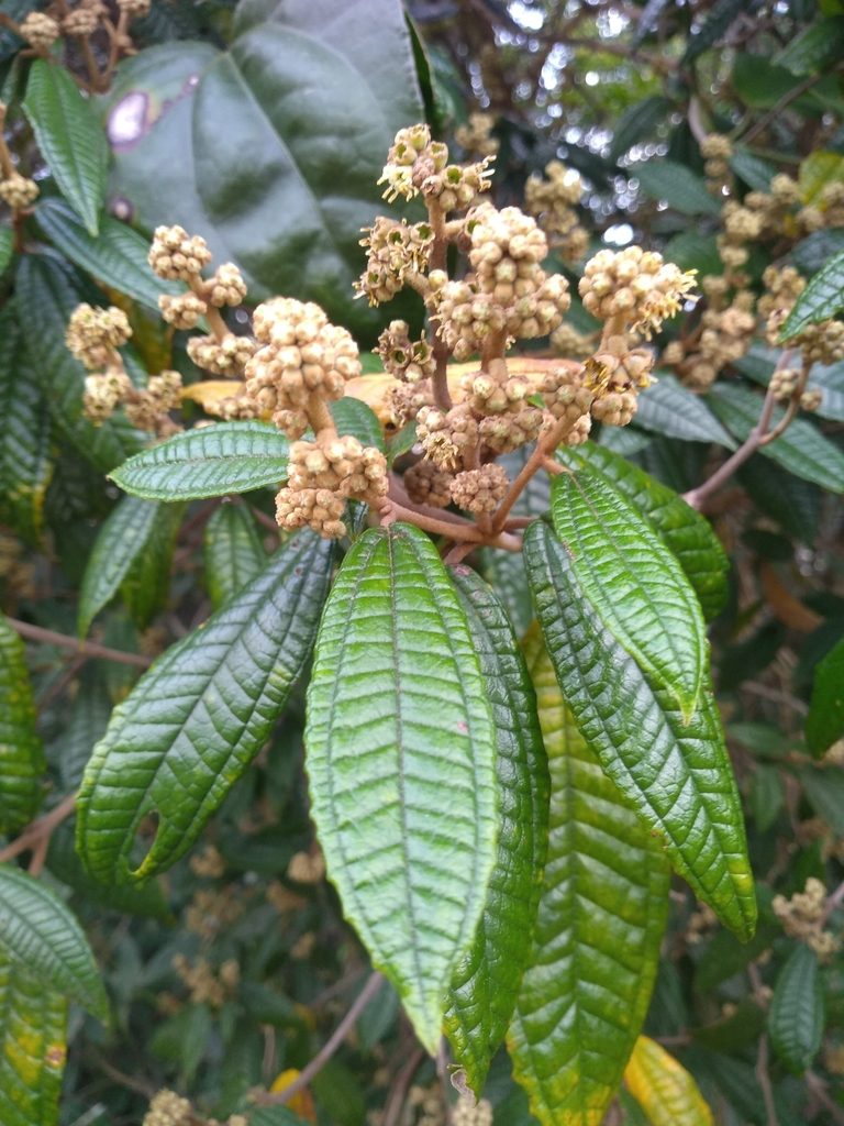 Miconia hyemalis, photographed by Lucas Kaminski