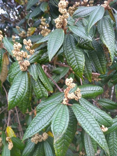 Miconia hyemalis, photographed by Lucas Kaminski
