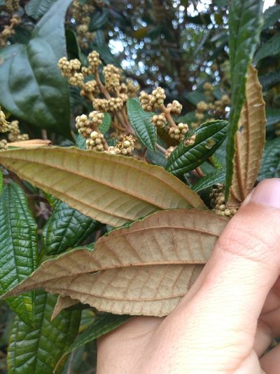 Miconia hyemalis, photographed by Lucas Kaminski