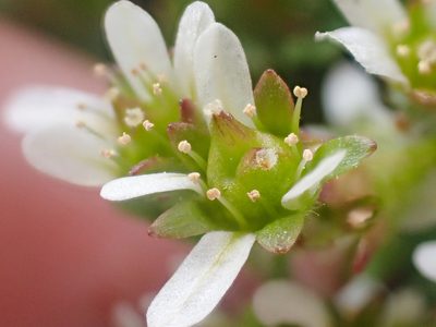 Saxifraga hyperborea, photographed by Trevor Van Loon