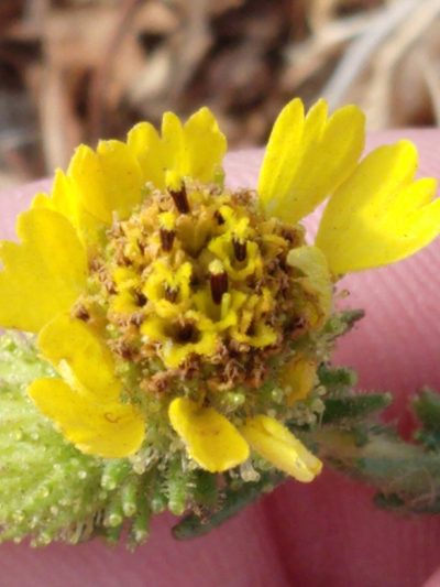 Holocarpha macradenia, photographed by rockybajada