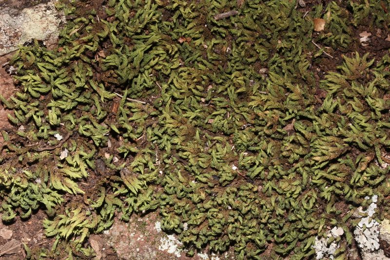 Sclerodontium pallidum, photographed by Natasha Taylor