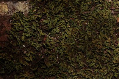 Sclerodontium pallidum, photographed by Natasha Taylor