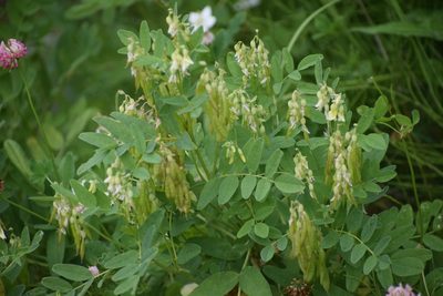 Astragalus americanus, photographed by Syd Cannings