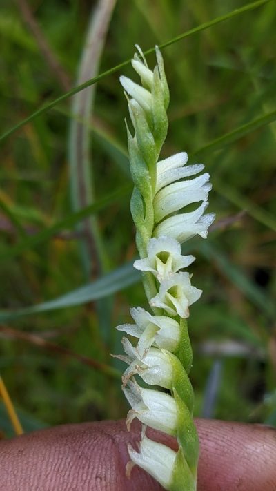 Spiranthes perexilis, photographed by My-Lan Le