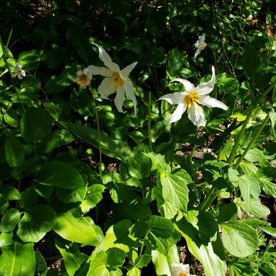 Erythronium montanum, photographed by Max Mirel