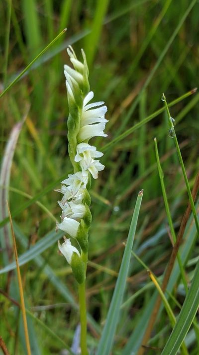 Spiranthes perexilis, photographed by My-Lan Le