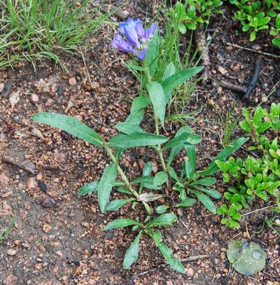 Penstemon glaber, photographed by Mike Duran