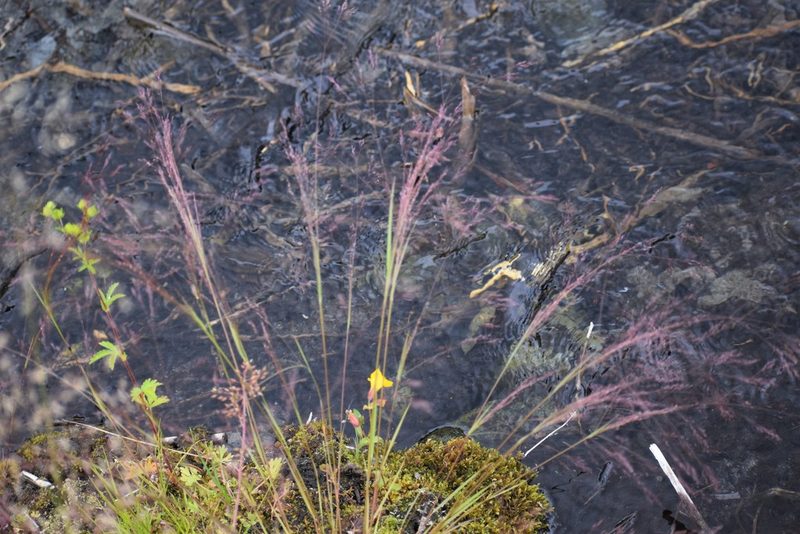 Agrostis scabra, photographed by Syd Cannings